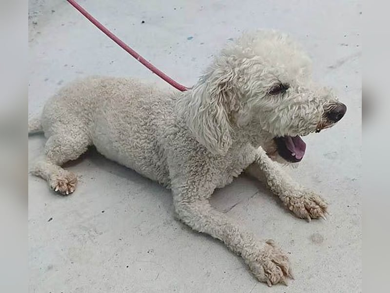 ❤️ lieber kleiner DARI - 4 Jahre, 30cm/9kg - Bichon-Mischling