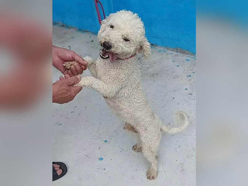 ❤️ lieber kleiner DARI - 4 Jahre, 30cm/9kg - Bichon-Mischling