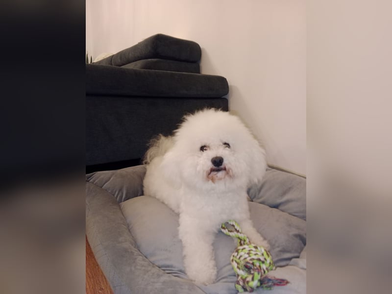 Bichon Frisé Deckrüde und stolzer Papa