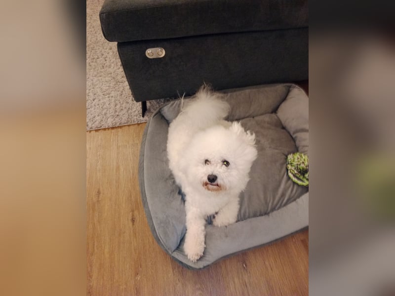 Bichon Frisé Deckrüde und stolzer Papa