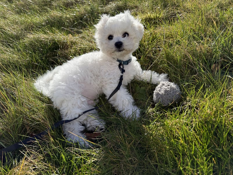 Bichon frise