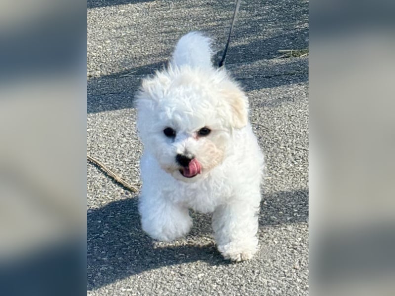 Bichon frise