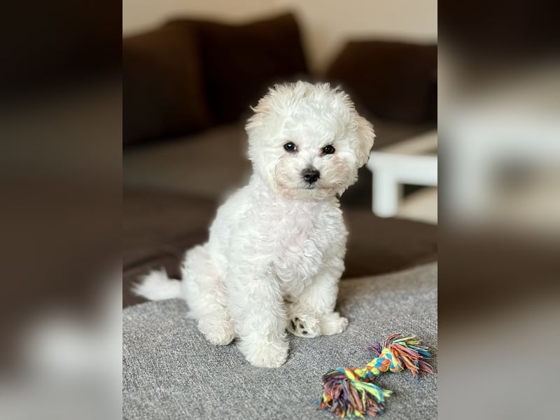 Bichon frise