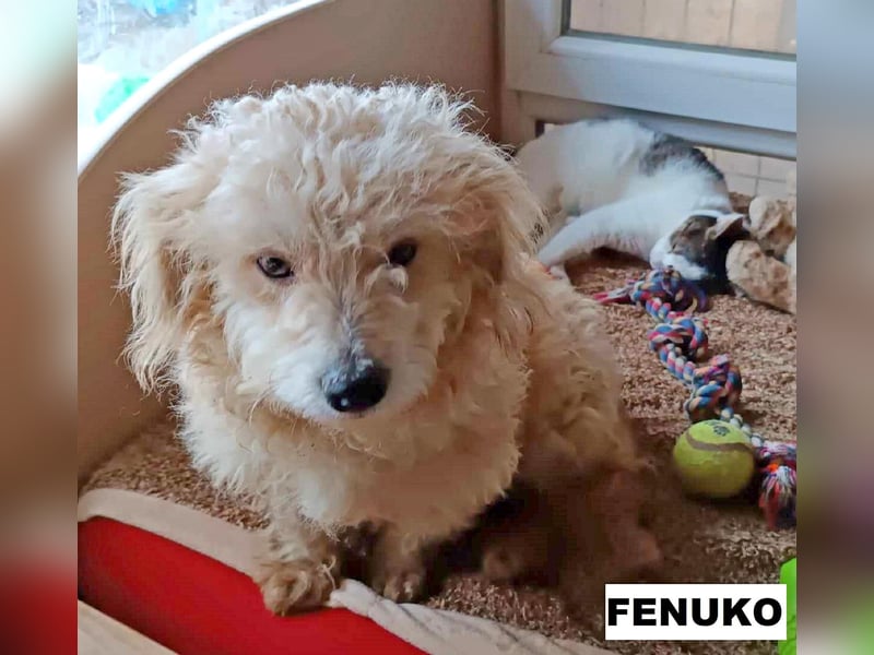 Fenuko sucht liebe Menschen