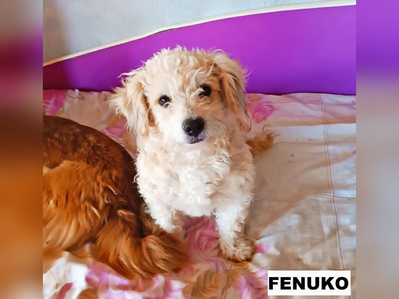 Fenuko sucht liebe Menschen