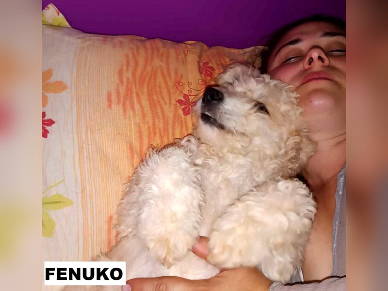 Fenuko sucht liebe Menschen