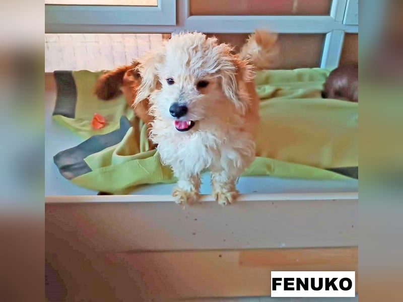 Fenuko sucht liebe Menschen