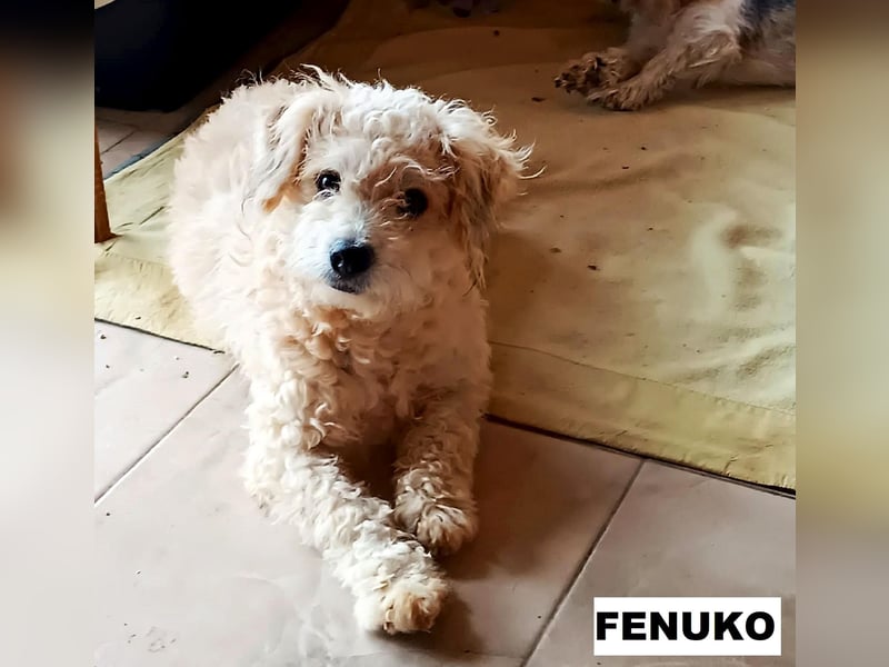 Fenuko sucht liebe Menschen