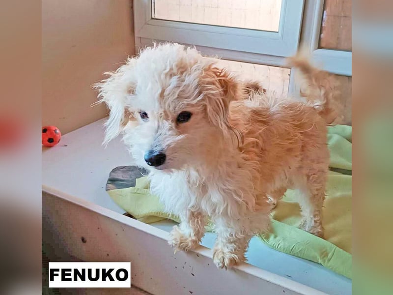 Fenuko sucht liebe Menschen