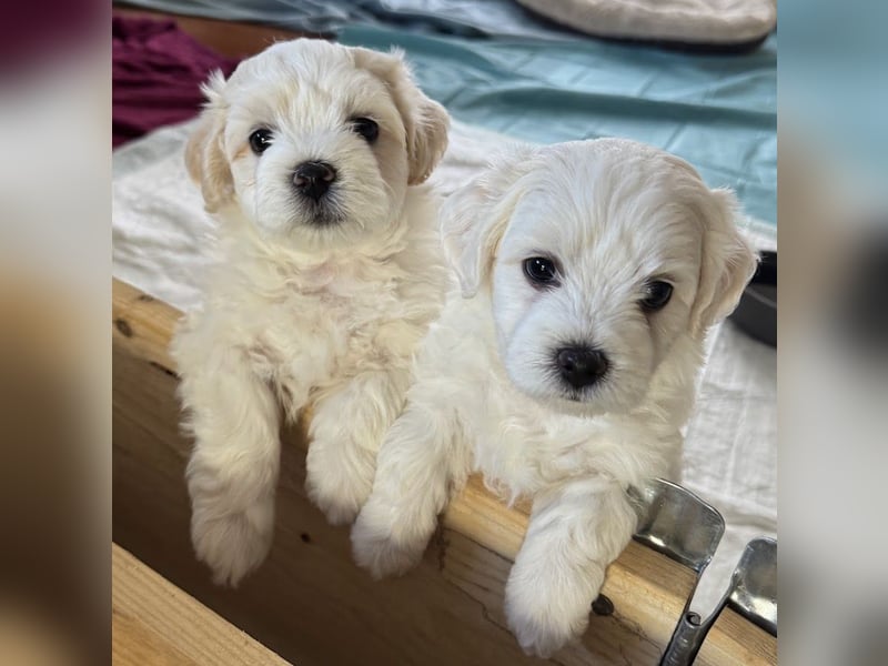 Bichon / Malteser Welpen