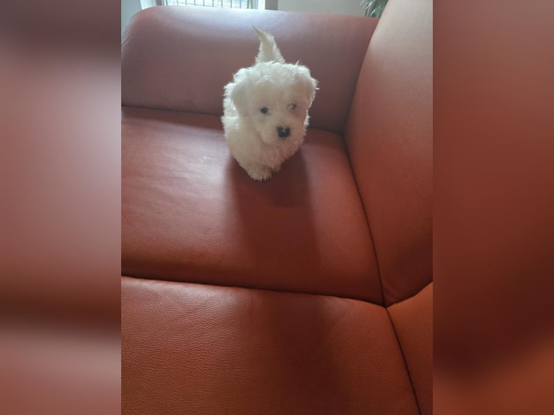 Bichon