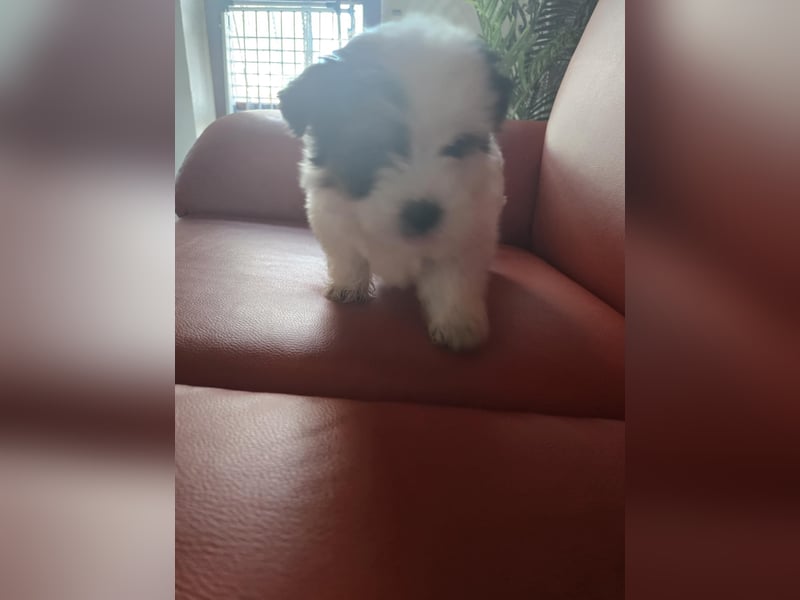 Bichon