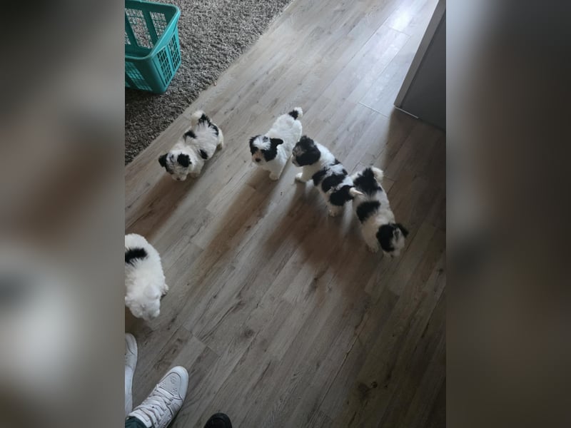 Bichon