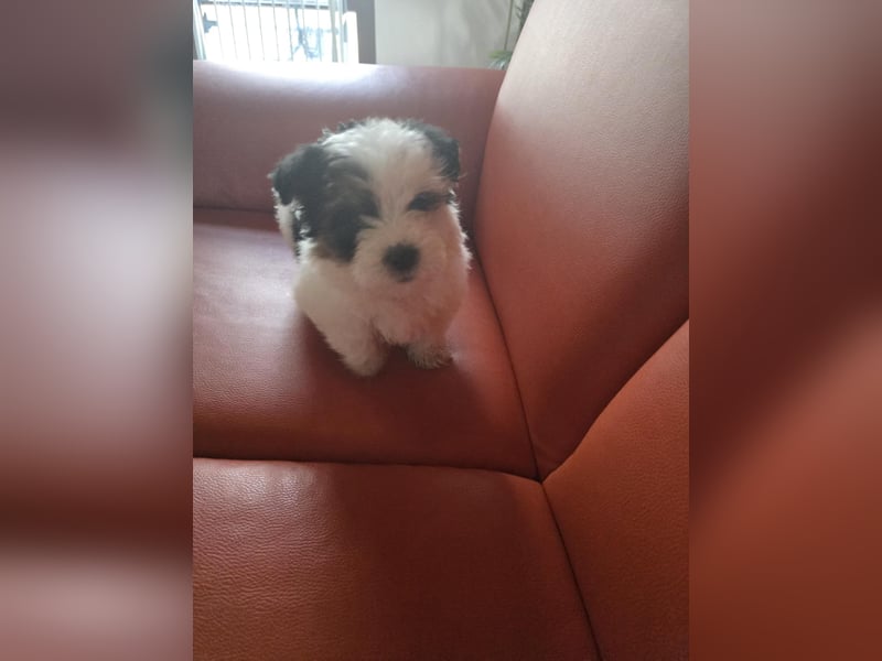 Bichon