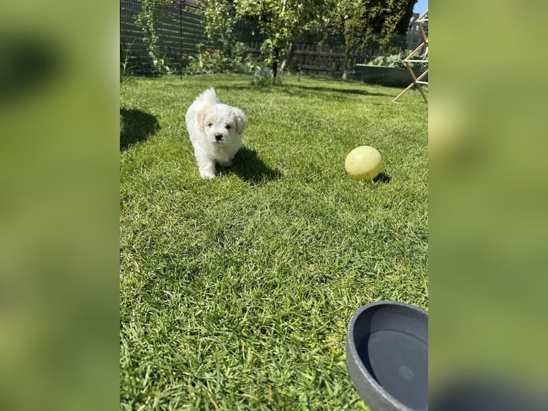 Bichon / Malteser Welpen