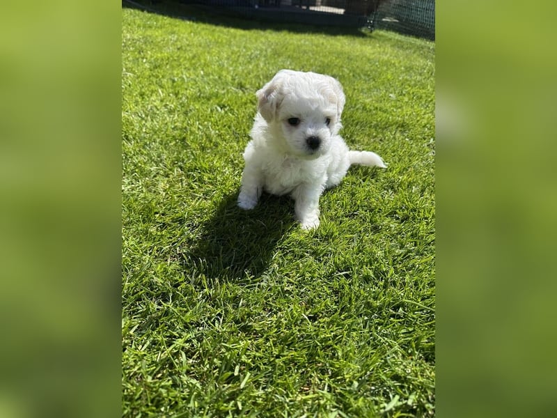 Bichon / Malteser Welpen