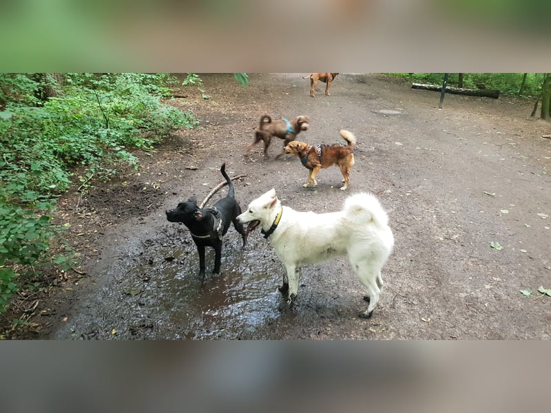 Biete Hundebetreung