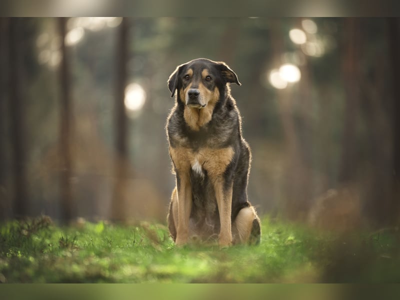 Biete Hundebetreuung mit Familienanschluss