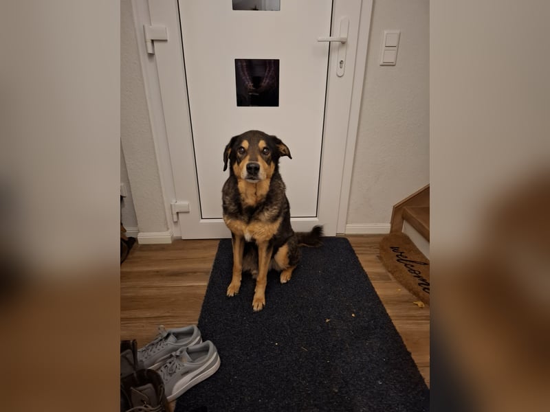 Biete Hundebetreuung mit Familienanschluss