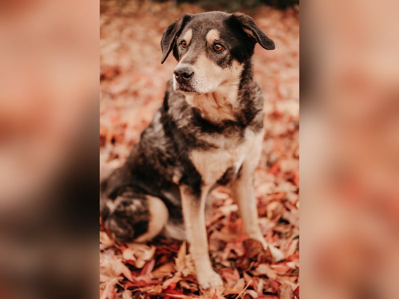 Biete Hundebetreuung mit Familienanschluss