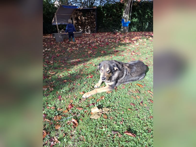 Biete Hundebetreuung mit Familienanschluss