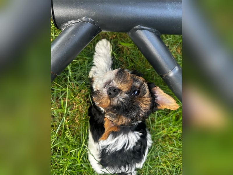 Biewer Yorkshire Terrier Welpen