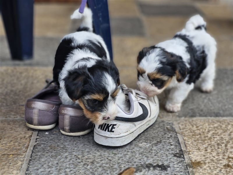 Biewer Yorkshire Terrier Welpen