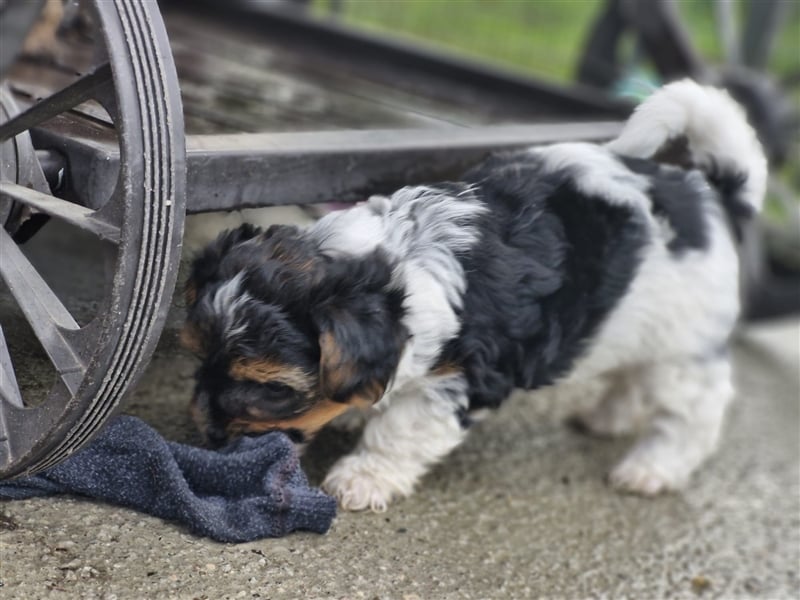 Biewer Yorkshire Terrier Welpen