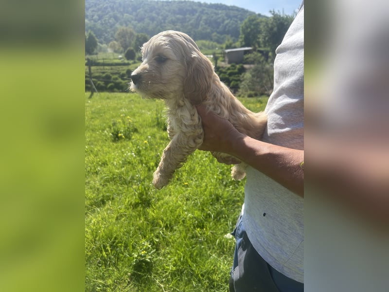 Biewer  Yorkshire/ English Cocker Spaniel Welpen