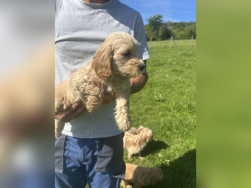 Biewer  Yorkshire/ English Cocker Spaniel Welpen