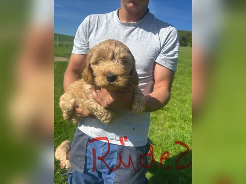 Biewer  Yorkshire/ English Cocker Spaniel Welpen