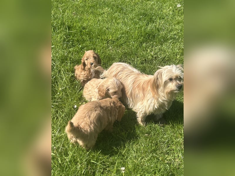 Biewer  Yorkshire/ English Cocker Spaniel Welpen