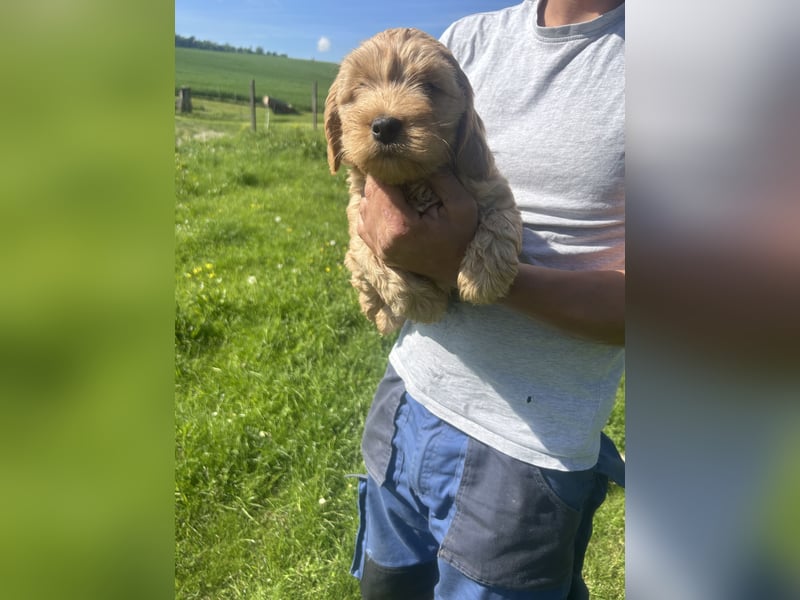 Biewer  Yorkshire/ English Cocker Spaniel Welpen