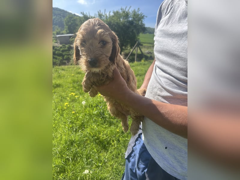 Biewer  Yorkshire/ English Cocker Spaniel Welpen