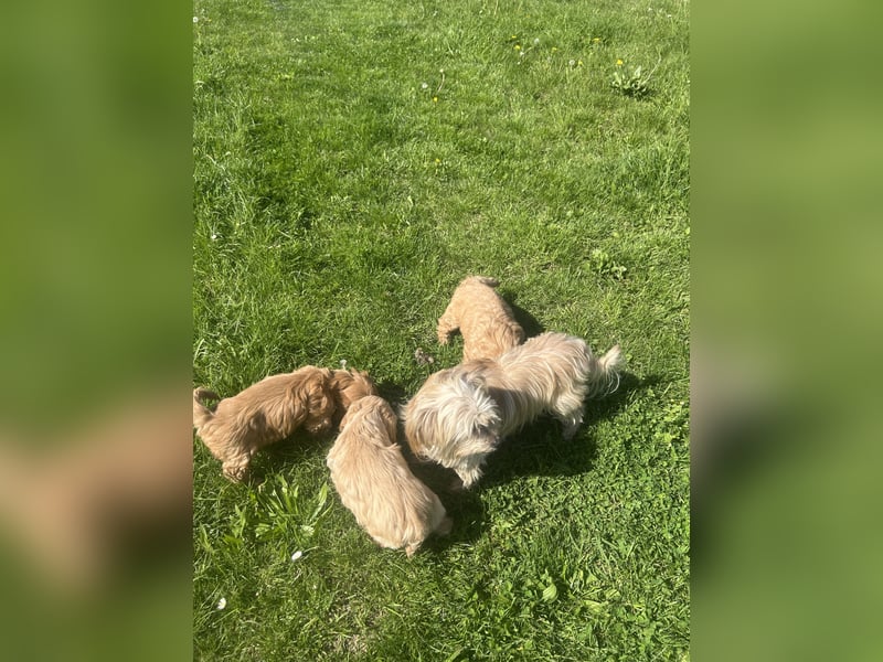 Biewer  Yorkshire/ English Cocker Spaniel Welpen
