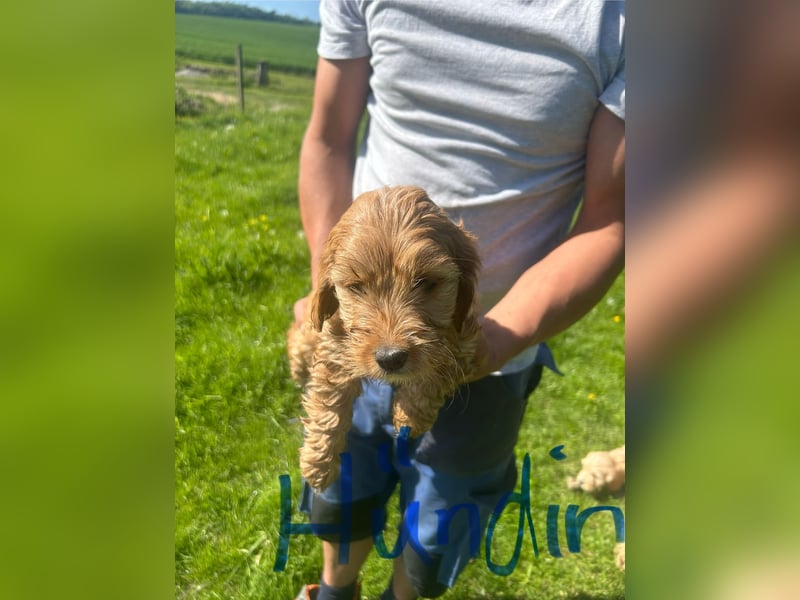 Biewer  Yorkshire/ English Cocker Spaniel Welpen