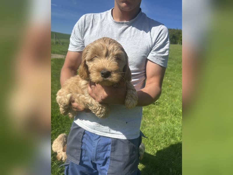 Biewer  Yorkshire/ English Cocker Spaniel Welpen