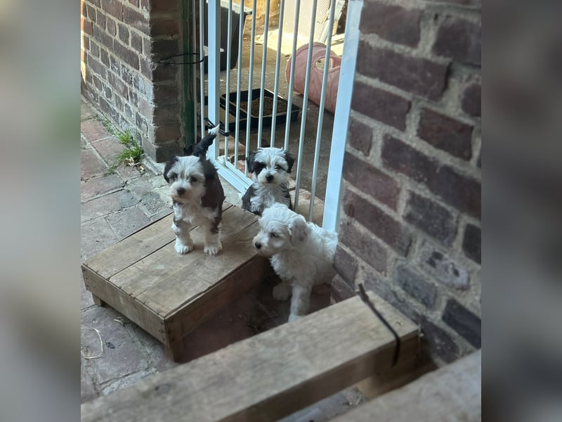 Wunderschöne Biewer Yorkshire Welpen suchen ein liebevolles Zuhause!