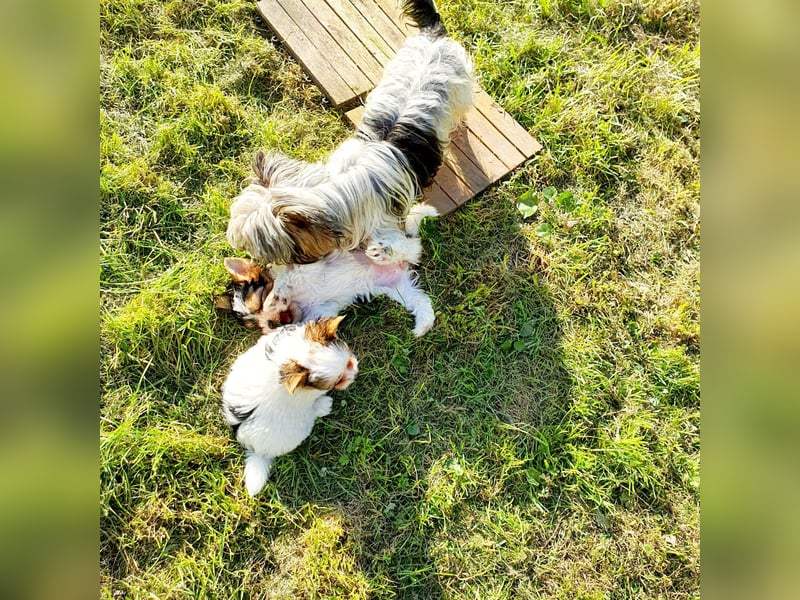 Biewer Yorkshire Terrier a la Pom Pon reinrassig Hündin