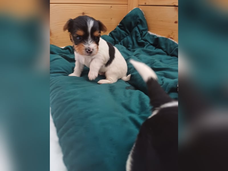 Süße kleine reinrassige Tricolor Biewer Yorkshire Welpen