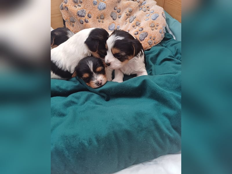 Süße kleine reinrassige Tricolor Biewer Yorkshire Welpen