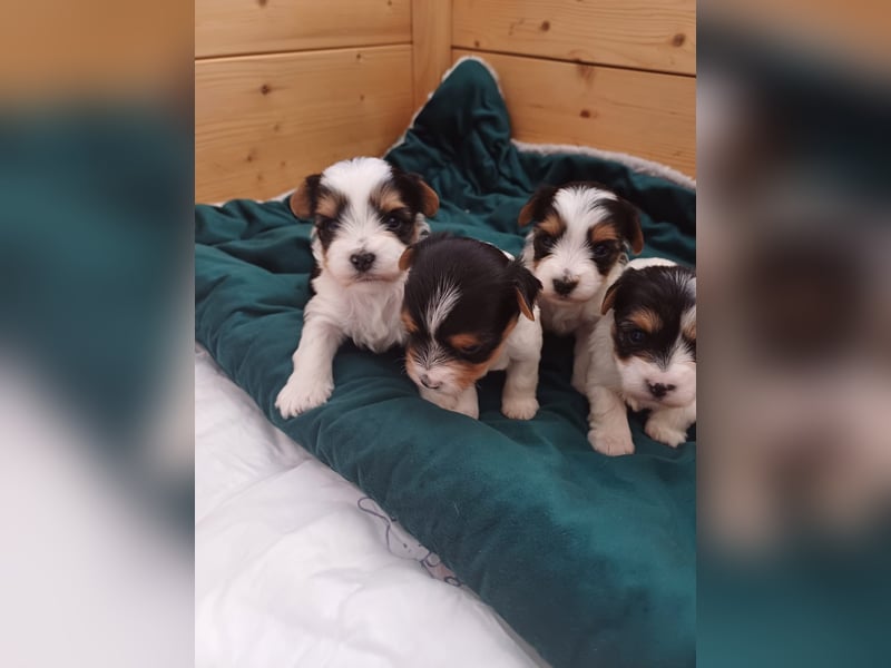 Süße kleine reinrassige Tricolor Biewer Yorkshire Welpen