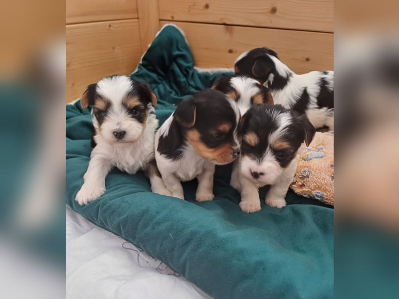 Süße kleine reinrassige Tricolor Biewer Yorkshire Welpen