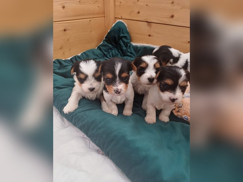 Süße kleine reinrassige Tricolor Biewer Yorkshire Welpen