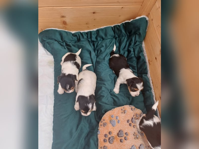 Süße kleine reinrassige Tricolor Biewer Yorkshire Welpen
