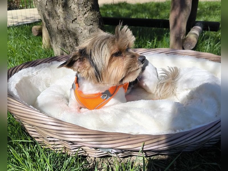 Wunderschöne Biewer Yorki Hündin