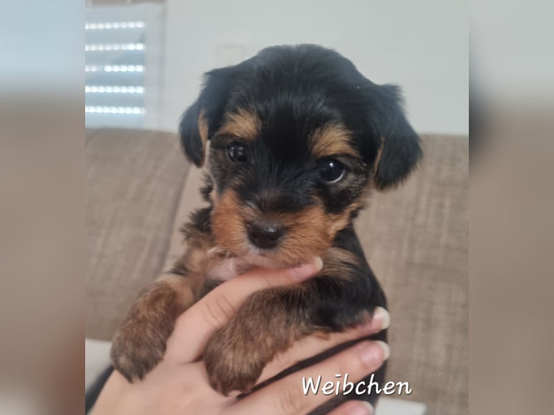 Yorkshire Terrier Welpen