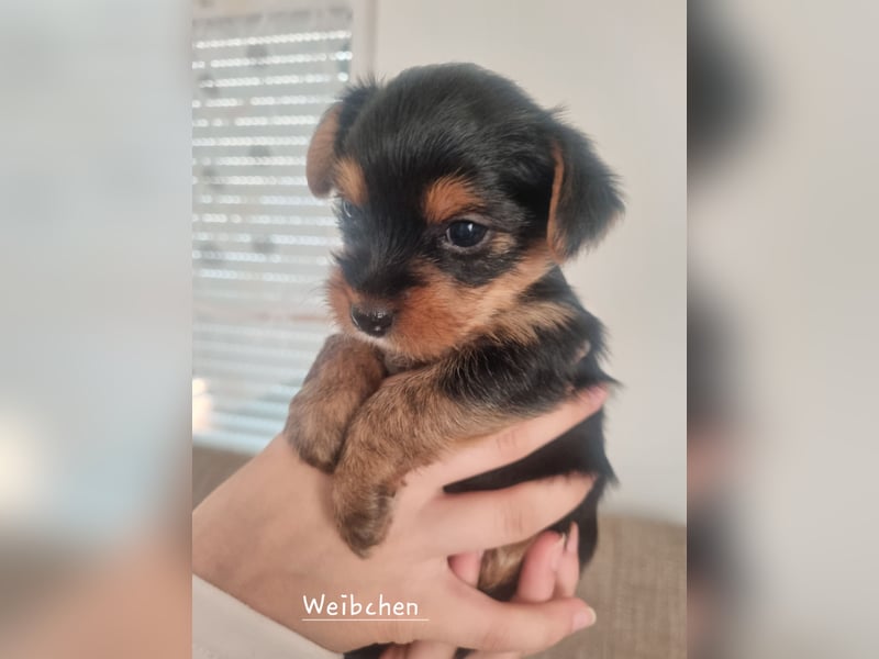 Welpe Weibchen