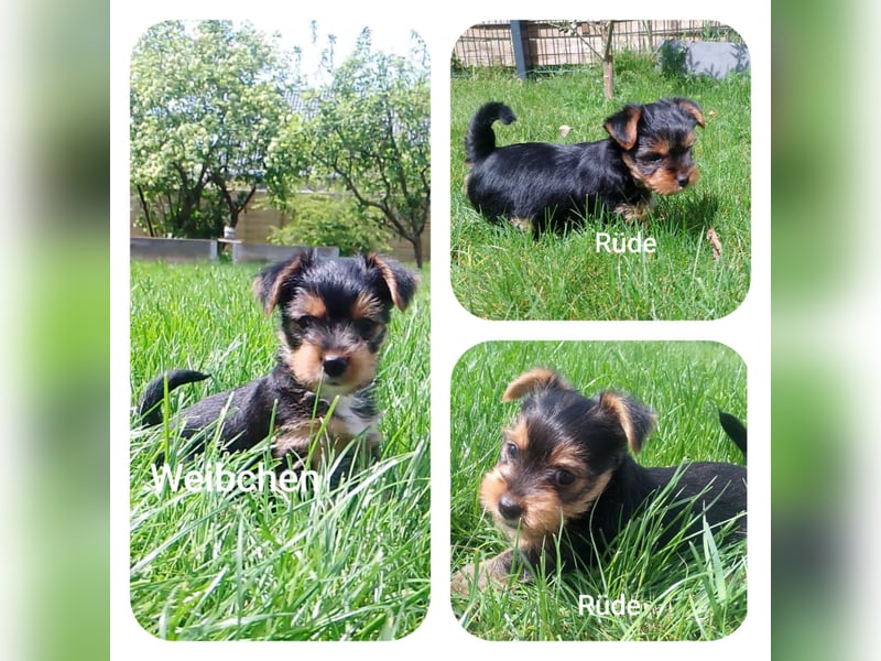 Yorkshire Terrier Welpen