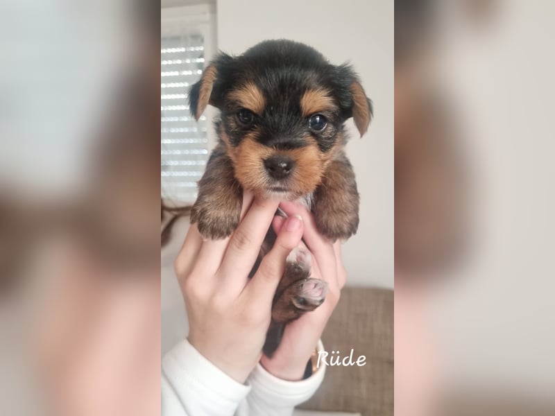 Yorkshire Terrier Welpen